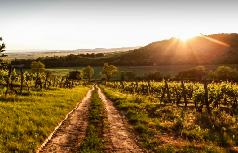 Winnica w regionie Tokaj o zachodzie słońca – wyjazd edukacyjny Tokaj i Eger 2026